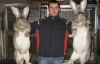 Кролики-гіганти дають по п'ять кілограм м'яса