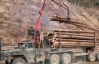 Українські екологи закликали приборкати діяльність "шкідливих" лісників