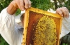 На Вінниччині 40-річного чоловіка, який хотів украсти меду, бджоли закусали до смерті