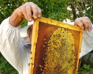 На Винничине 40-летнего мужчины, который хотел украсть меда, пчелы искусали до смерти