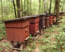 В Херсонской области на пасеке произошел взрыв: есть погибшие и раненые