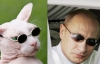 Коти також схожі на Путіна