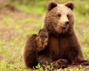 Россиянин, который поил медведя пивом, чуть не остался без руки