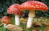 І знову отруєння грибами: на Івано-Франківщині померла жінка, двоє чоловіків - у тяжкому стані