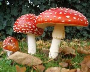 І знову отруєння грибами: на Івано-Франківщині померла жінка, двоє чоловіків - у тяжкому стані