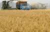 Европейская житница: Украина выбилась в лидеры поставок пшеницы в ЕС