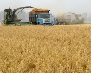 Европейская житница: Украина выбилась в лидеры поставок пшеницы в ЕС