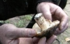 На Херсонщине грибами отравились 5 человек, среди них - годовалый ребенок