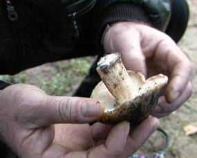 На Херсонщине грибами отравились 5 человек, среди них - годовалый ребенок