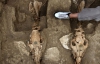 Унікальну колісницю з кіньми розкопали у Болгарії