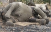 Браконьеры убили 81 слона