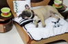Мягкие лежаки и роскошные будки - элитная собачья мебель