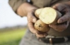 На Львовщине на 50% подорожал картофель, выросли цены на лук и яйца
