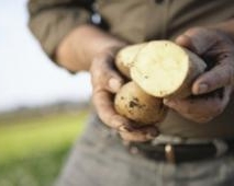 На Львівщині на 50% подорожчала картопля, зросли ціни на цибулю та яйця