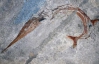 Палеонтологи виявили незвично гнучку давню щуку