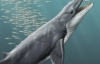 Останки еще одного древнего кита обнаружили в Германии
