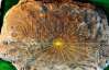 Древнейшиt солнечные часы в мире раскопали в Украине