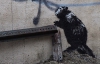 В Нью-Йорке берут плату за просмотр бобра известного граффитчика Бэнкси