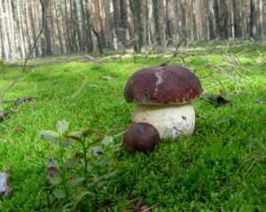 У Коломиї однорічна дитина наїлася грибів і потрапила до реанімації