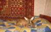 На Черкащині дика козуля живе з господарями просто в хаті