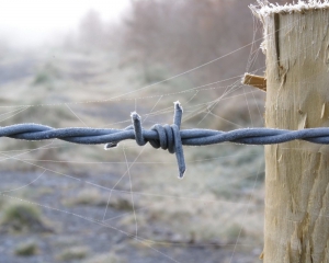 На Закарпатті знайшли труп вчителя, який висів на колючому дроті