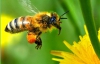 Туберкульоз виліковний: бджоли і гарний настрій ідуть на допомогу