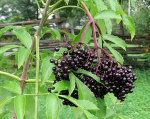 Бузина заживляє опіки та фурункули