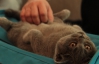 Британский кот, который постоянно притворялся спящим, "порвал" публику на выставке кошек-гигантов