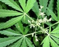 78-річного пенсіонера судять за виготовлення наркотиків