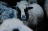 "Без рафинированного изображения и фотошопа" - в Тернополе показали уникальную ленту о овцеводах