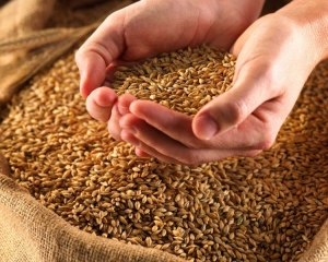 Из-за теплого декабря могут быть проблемы с хлебом и картофелем - эксперт