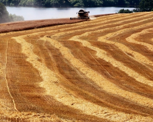 Украина собрала рекордный урожай зерновых (Инфографика)