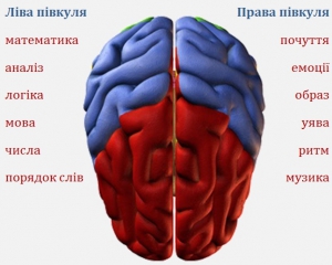 Язык распознают оба полушария мозга