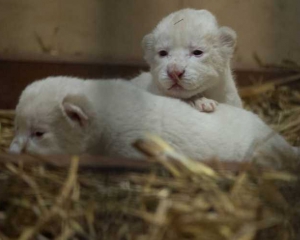 В Польше родилась тройка редких белых львят