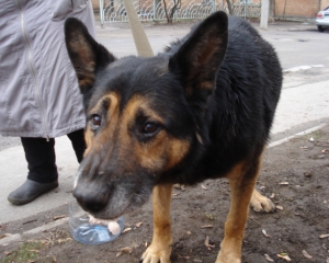 На проект приюта для собак в Львове выделят 850 тыс. грн
