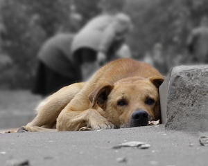 В Полтаве неизвестные отравили 21 собаку