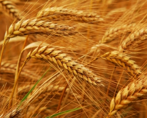 Уровень полезных веществ у зерновых будет падать