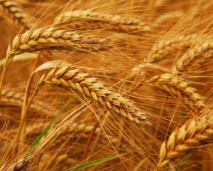 Рівень поживних речовин у зернових падатиме