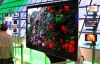 Sony отказывается от разработки OLED-телевизоров