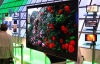 Sony відмовляється від розробки OLED-телевізорів