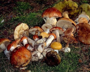 В Измаиле грибами отравились 7 человек