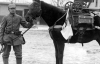 Тварини допомагали в роки Першої Світової війни - фото