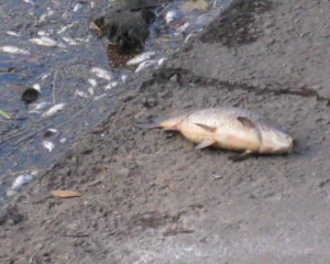 В киевской реке массово вымерла рыба