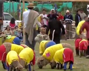 Колумбійські та бразильські вівці зіграли в футбол напередодні ЧС-2014