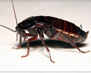 Весной в львовских  многоэтажках появились черные тараканы