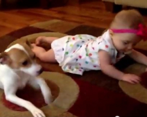 Видео дня: пес учит малыша как надо ползать