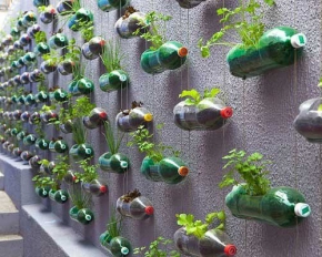 Як виростити вертикальний сад у себе на дачі