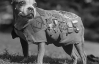 Собака Стаббі дослужився до звання сержанта під час Першої світової війни