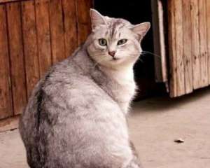 Кот может прожить 30 лет - ветеринар