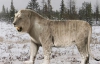 30-тысячелетний череп с зубами пещерного льва обнаружили в Якутии